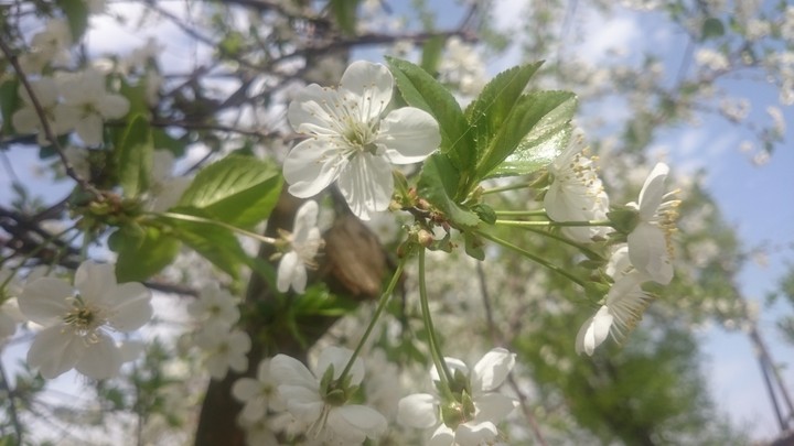 cherry blossom