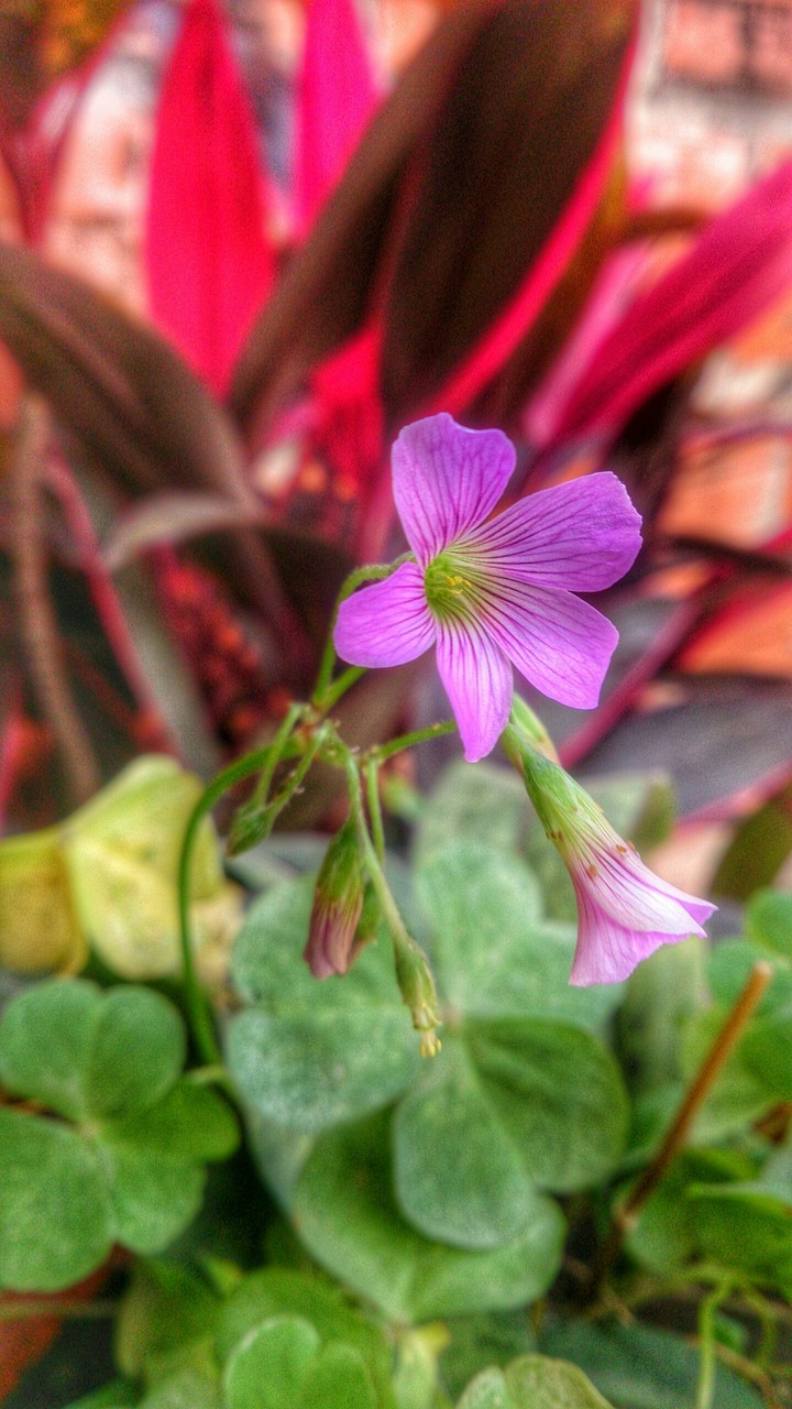 flowers