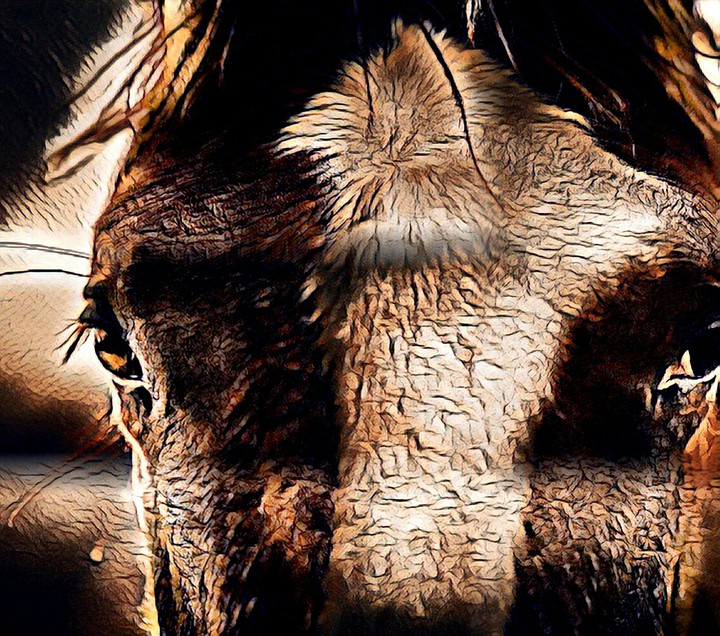 Horse Head