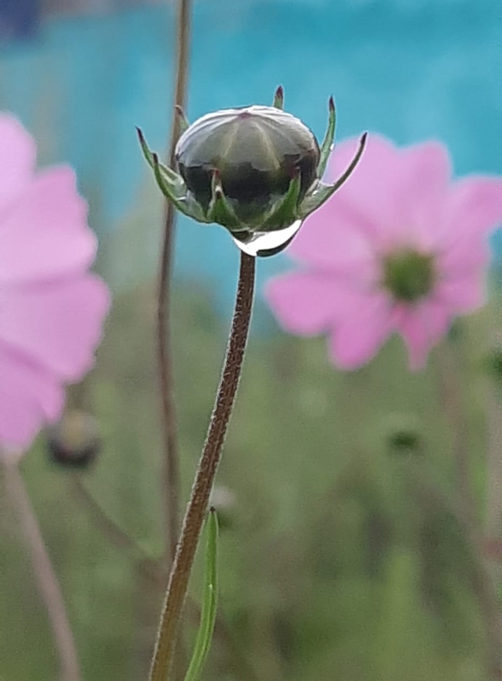 delicada