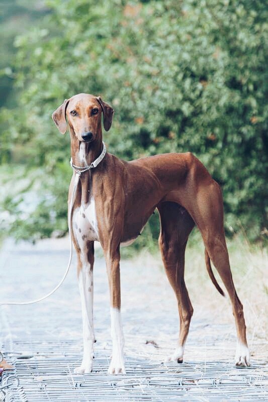 dog