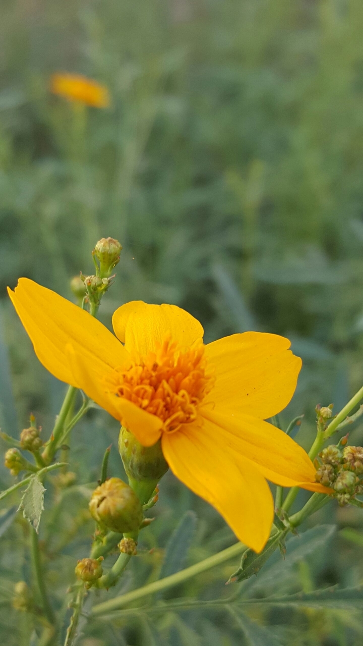 yellow flower