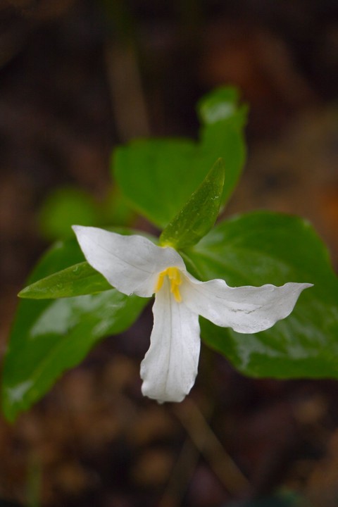 petal, wildflower duvar kağıtları