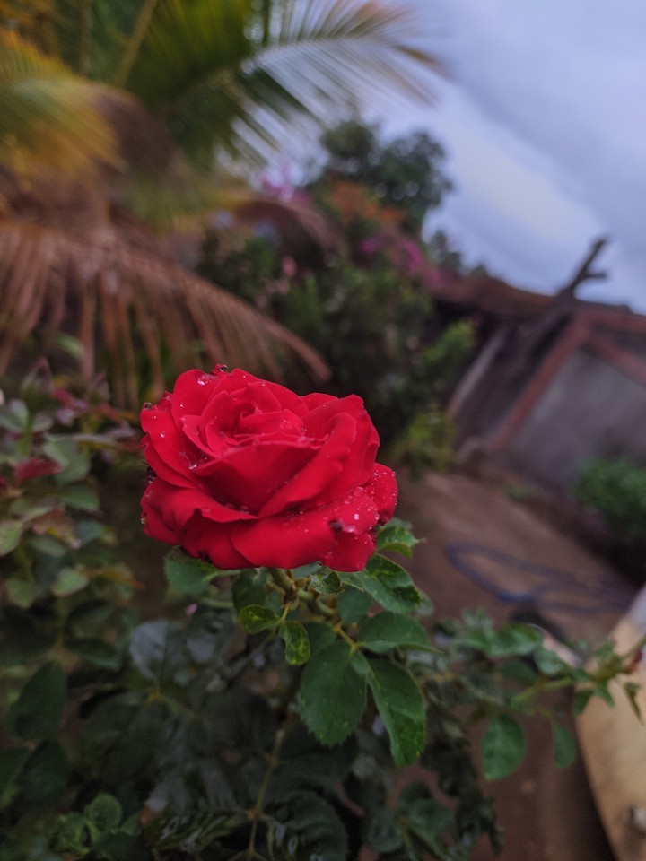 Red Rose