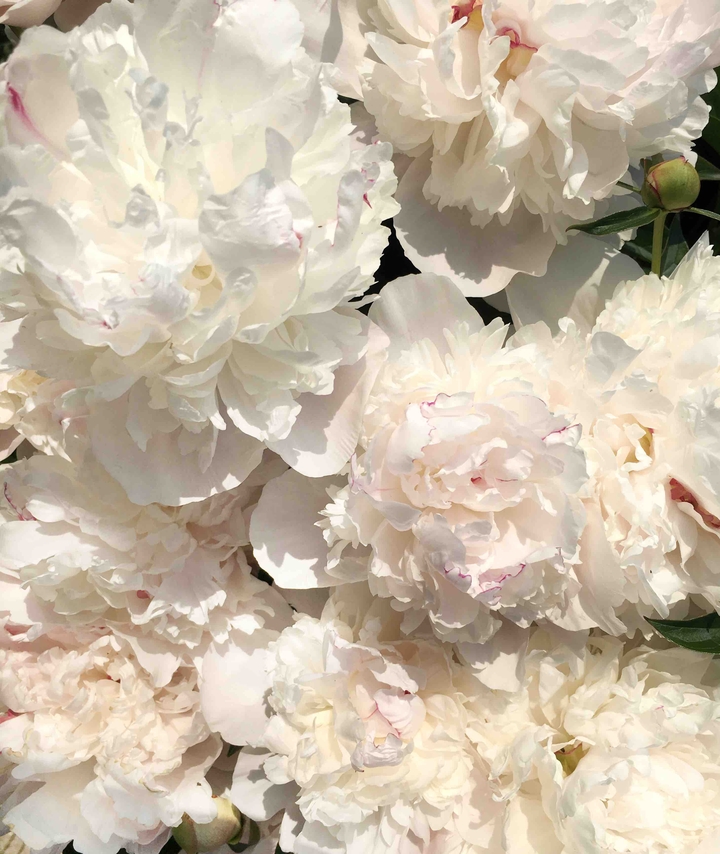 peonies