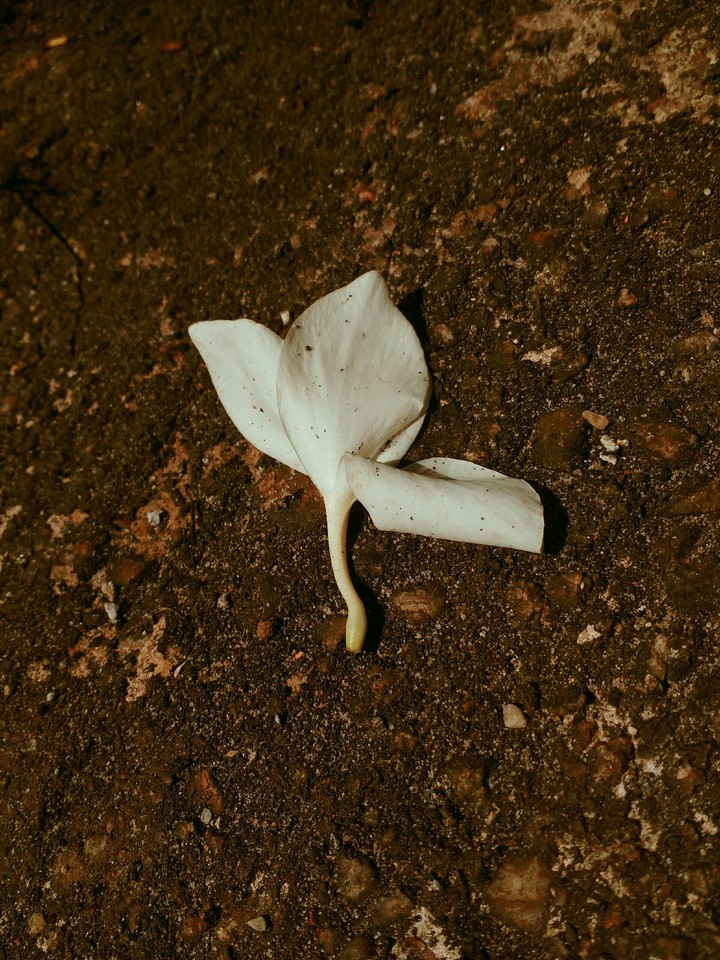 Flor murcha