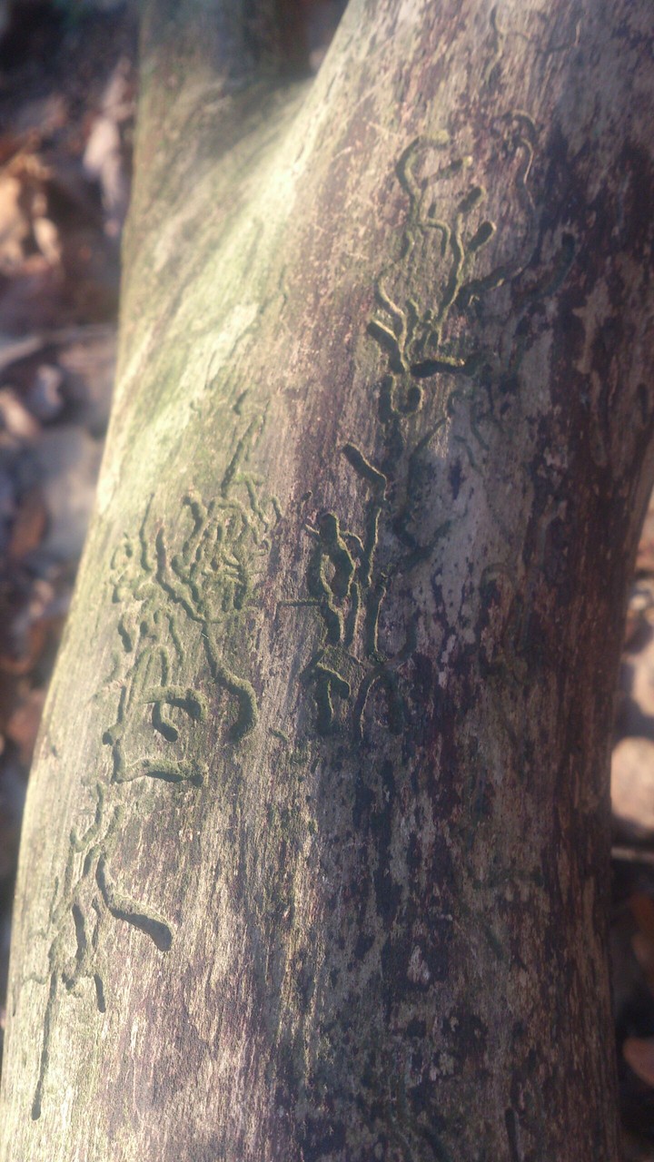 strange happenings in the wood