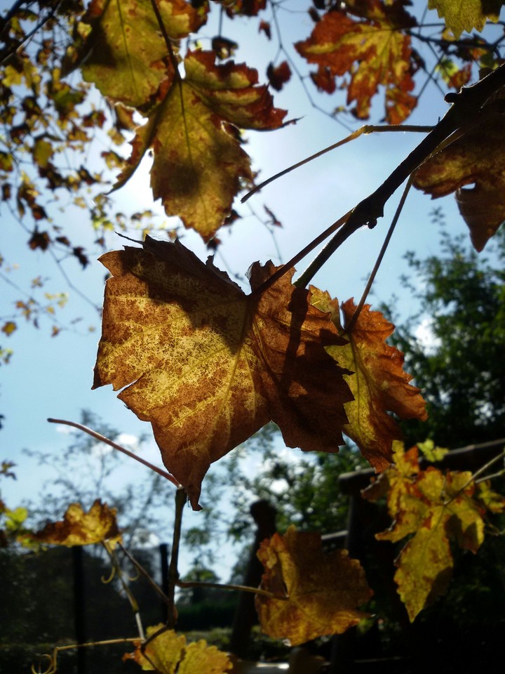 Herbstliche Gefühle! 