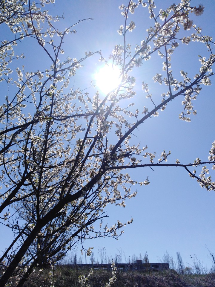 spring