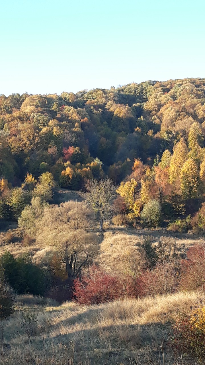 autumn*