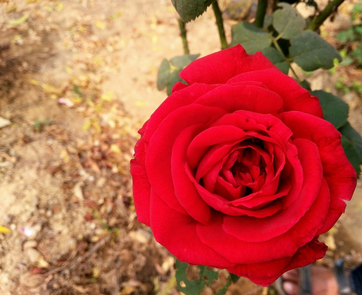 flower