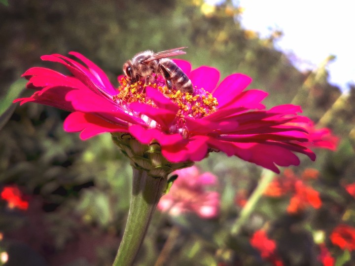 bee on a flower