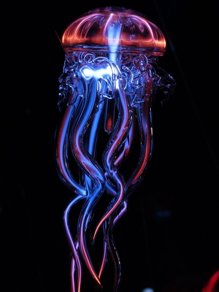 dark jelly fish