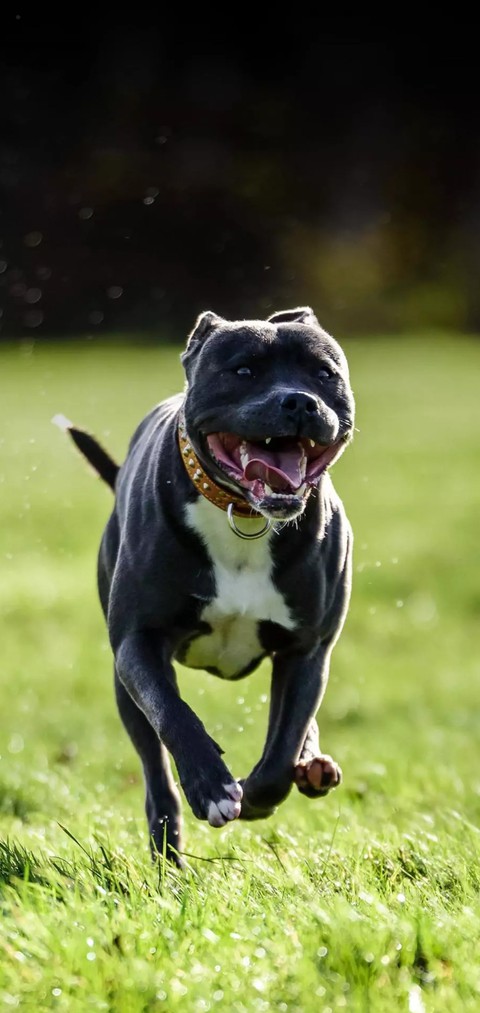 organ, dog Hintergrundbilder
