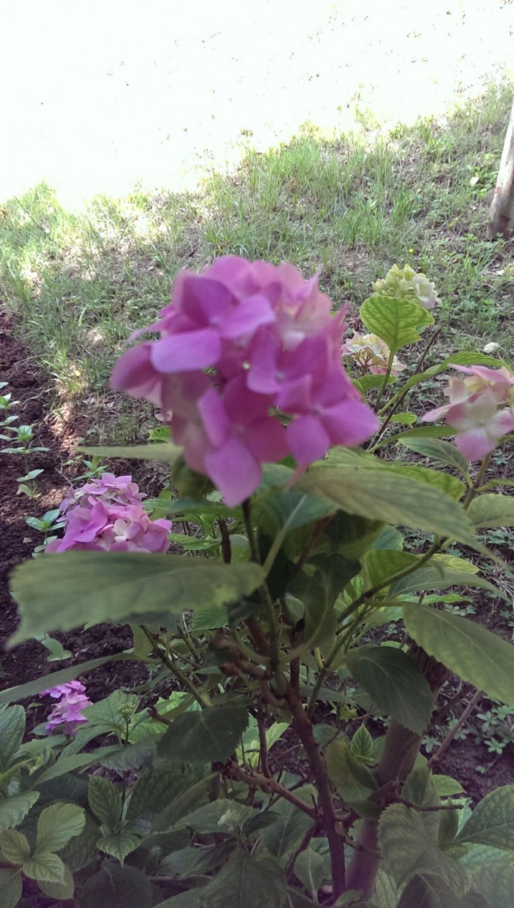 flower