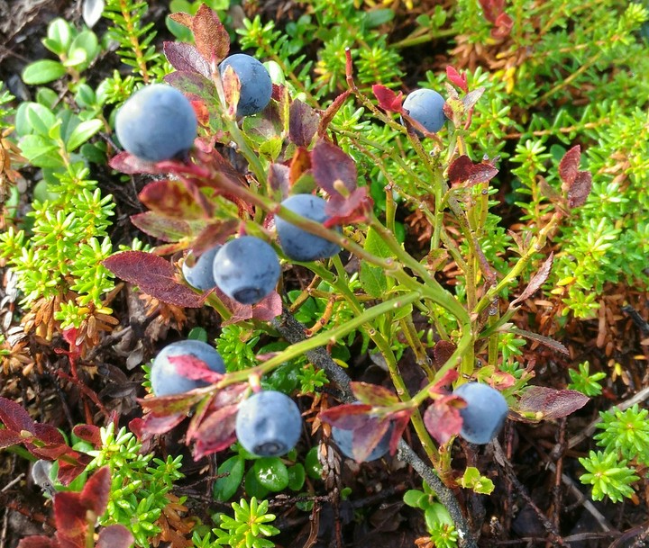 blueberry