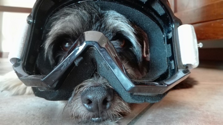 dog with a mask
