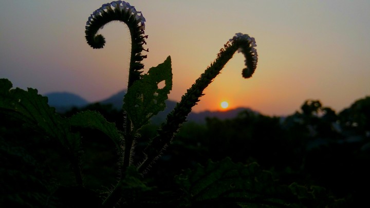 mobile photography