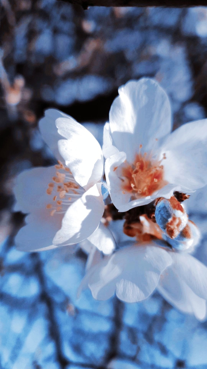 fiori