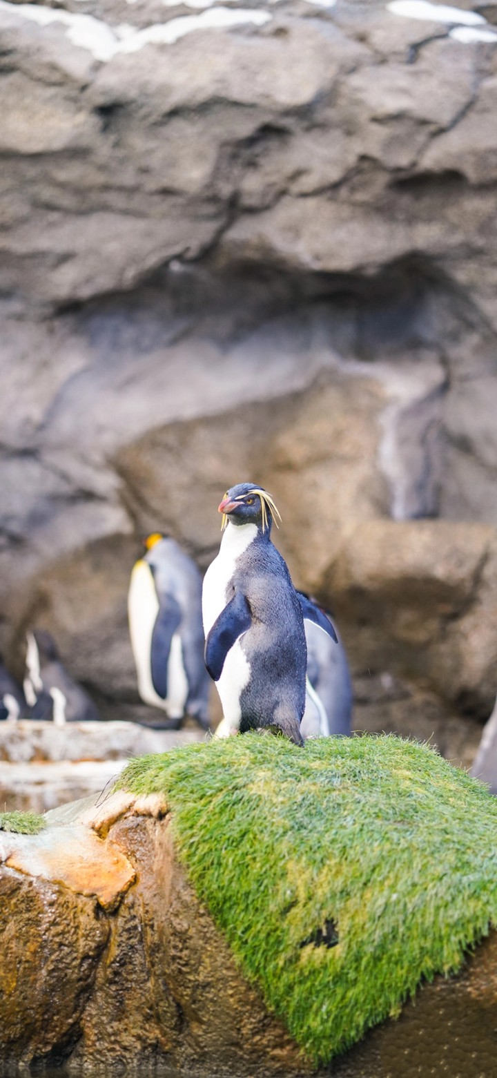 Arctic penguin