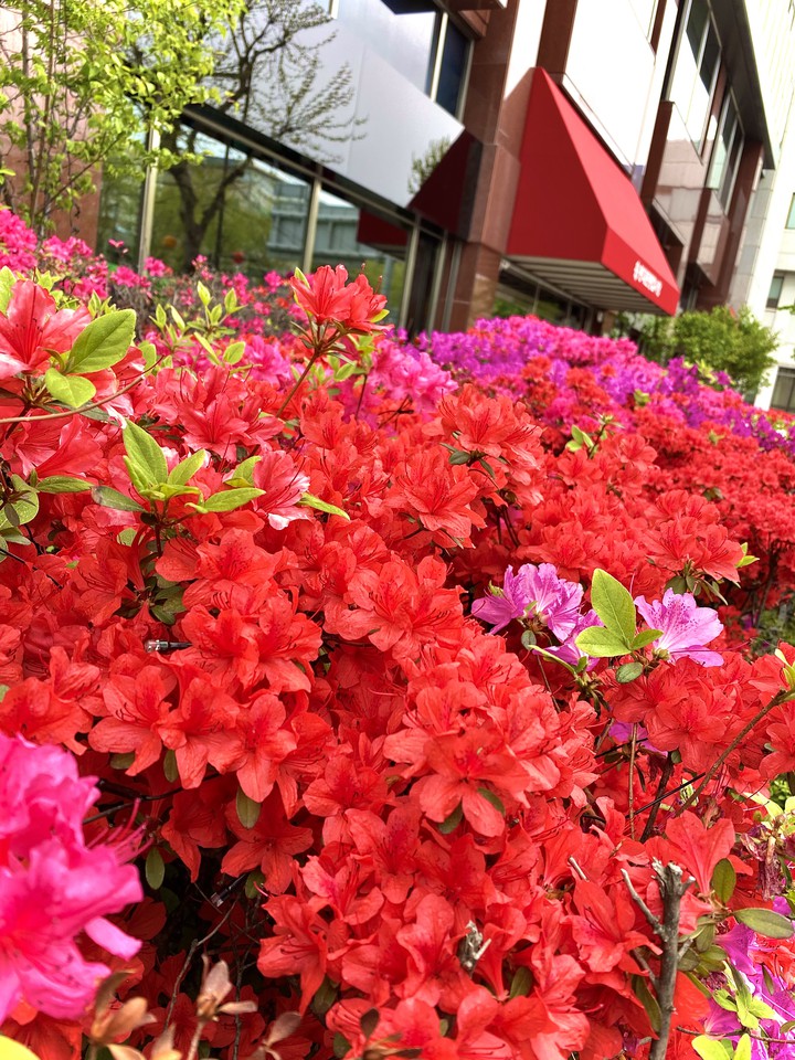 flowers