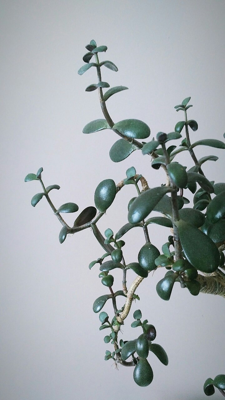 house plant