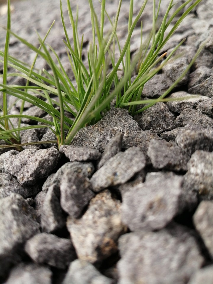 Rock