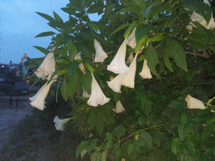 flower hanging
