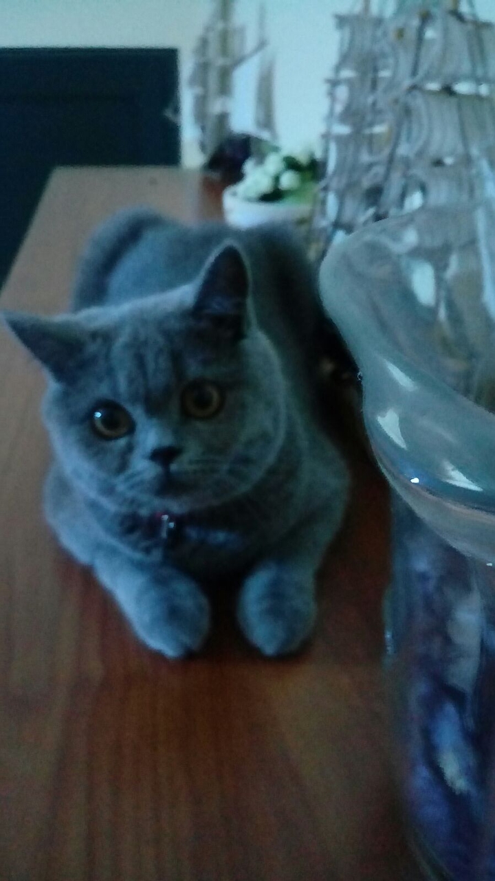 cat