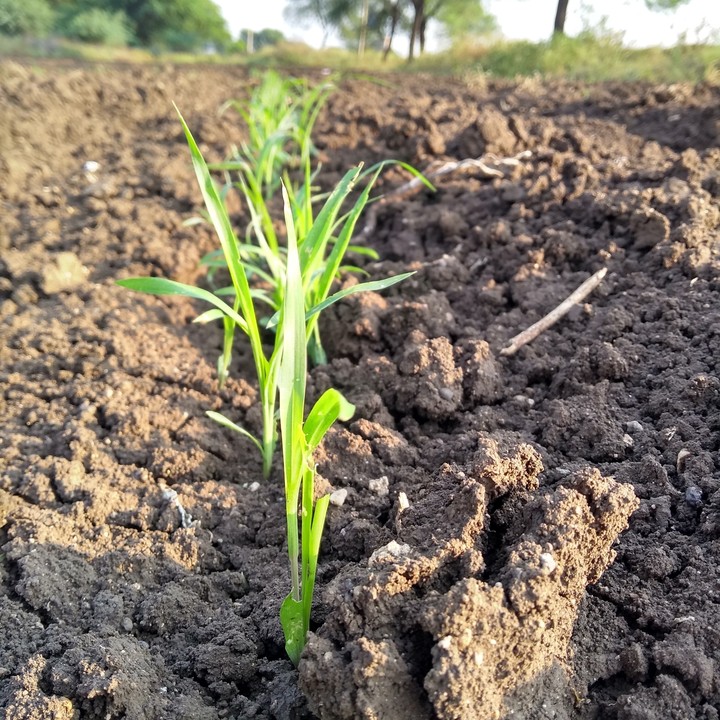 little sorghum only one week ..... its very pretty