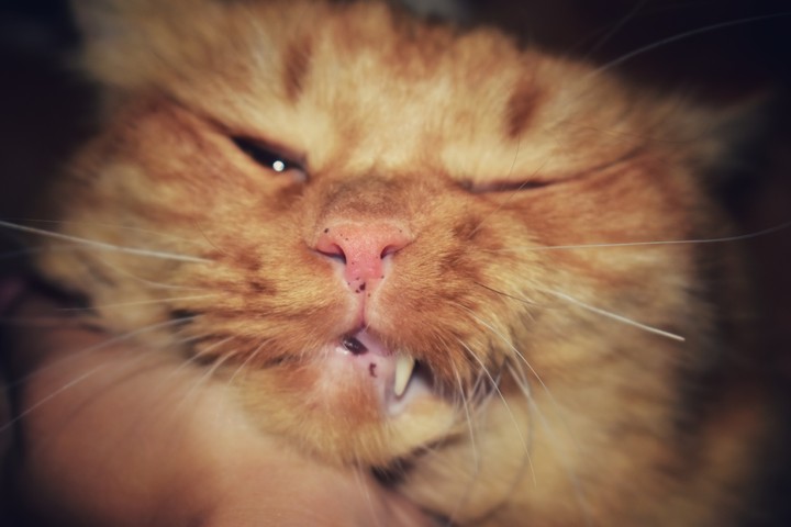 cat