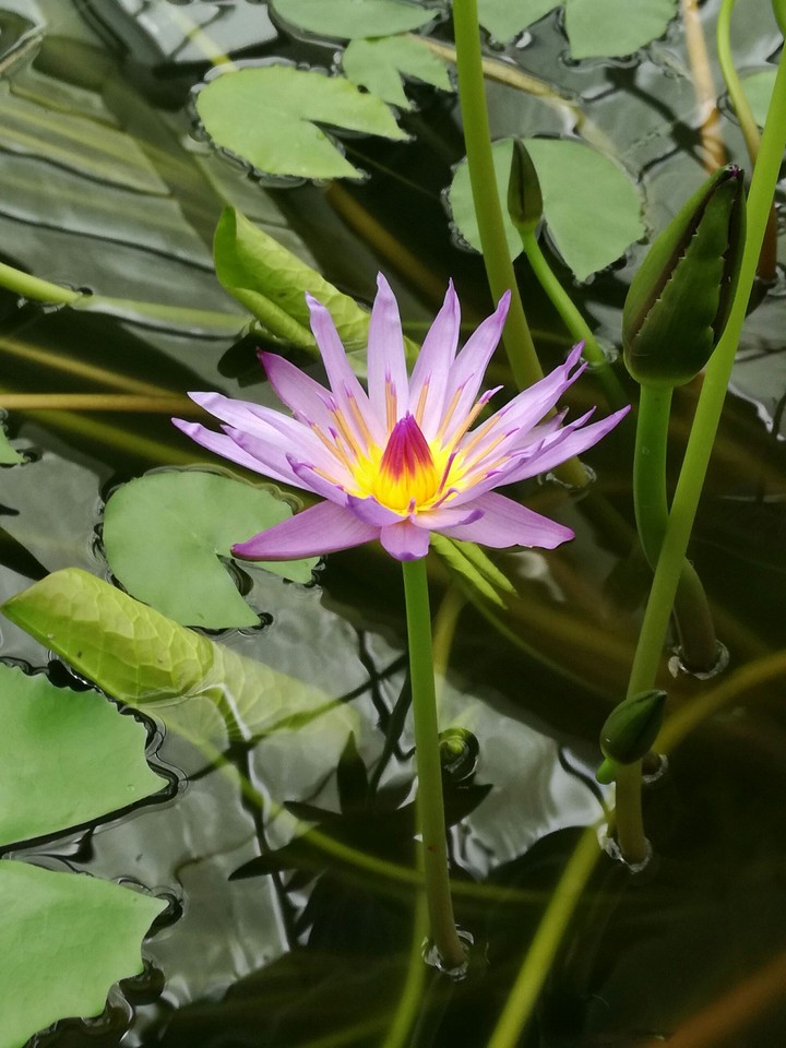 Vibrant waterlily