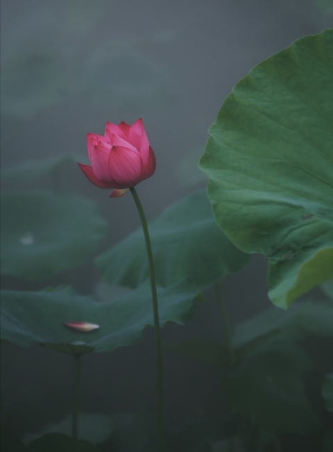 Lotus