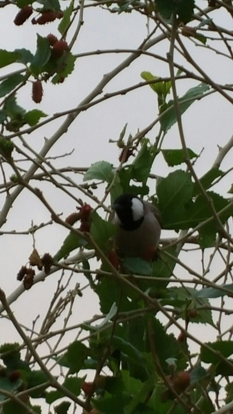bulbul