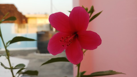 Lilly's