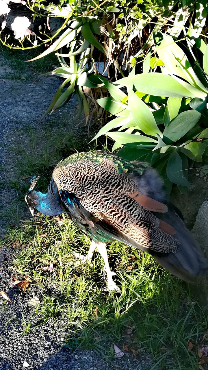 Peacock