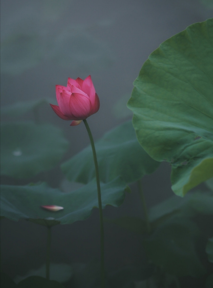 Lotus