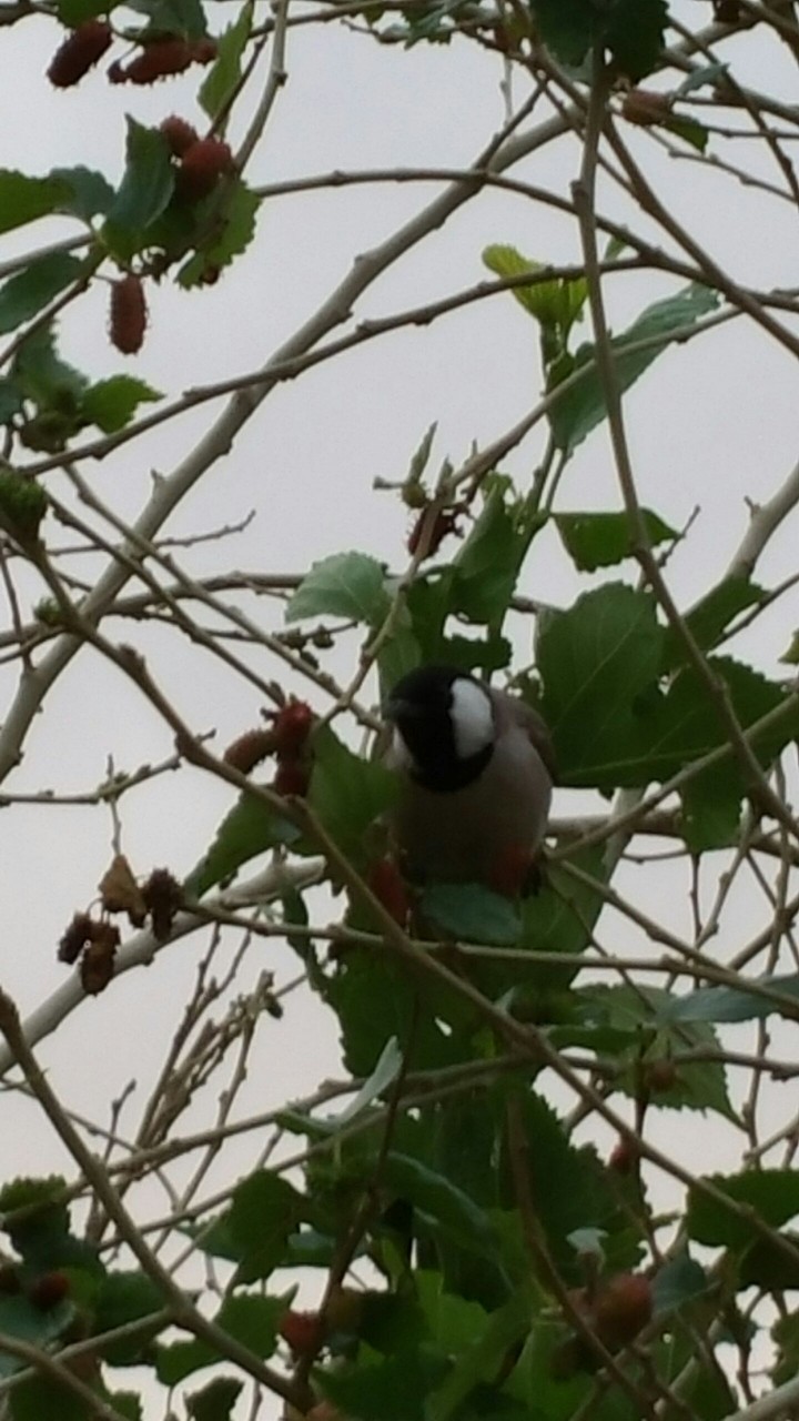 bulbul