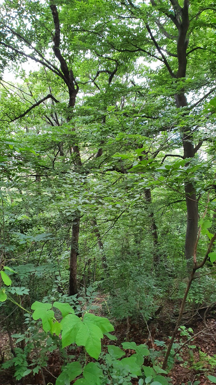 tree