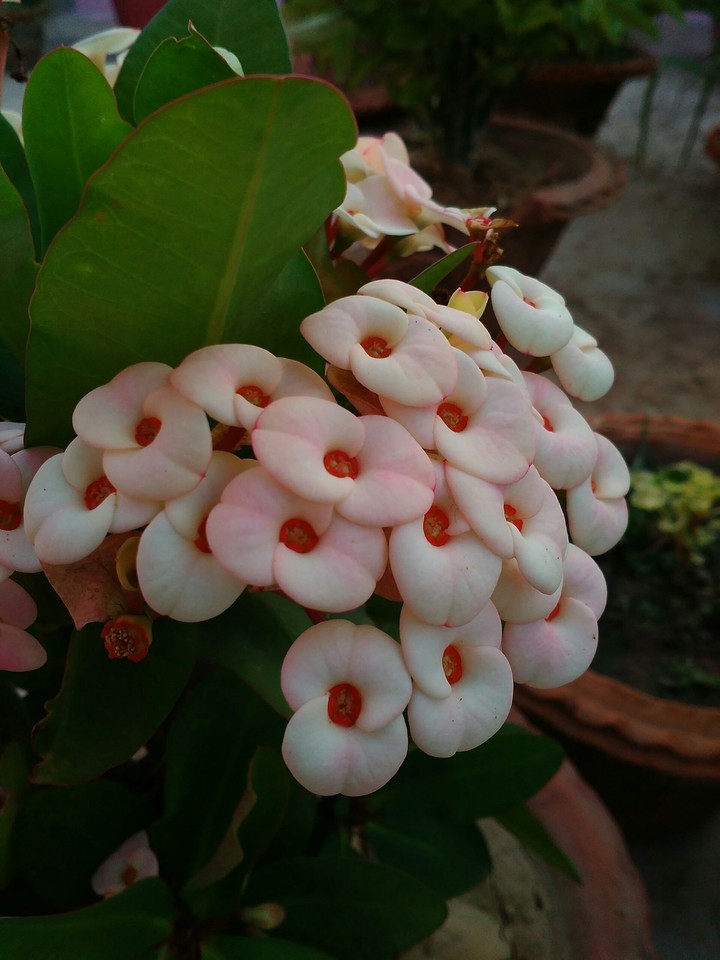 home flowers