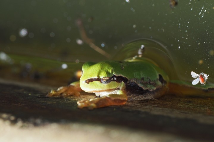 frog