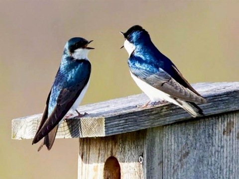 swallow, passerine वॉलपेपर
