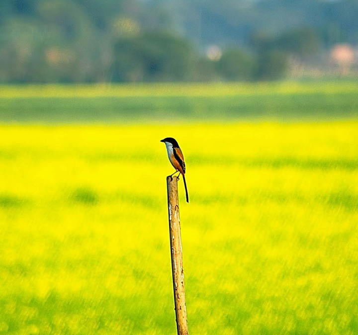 Cormorant On Wood