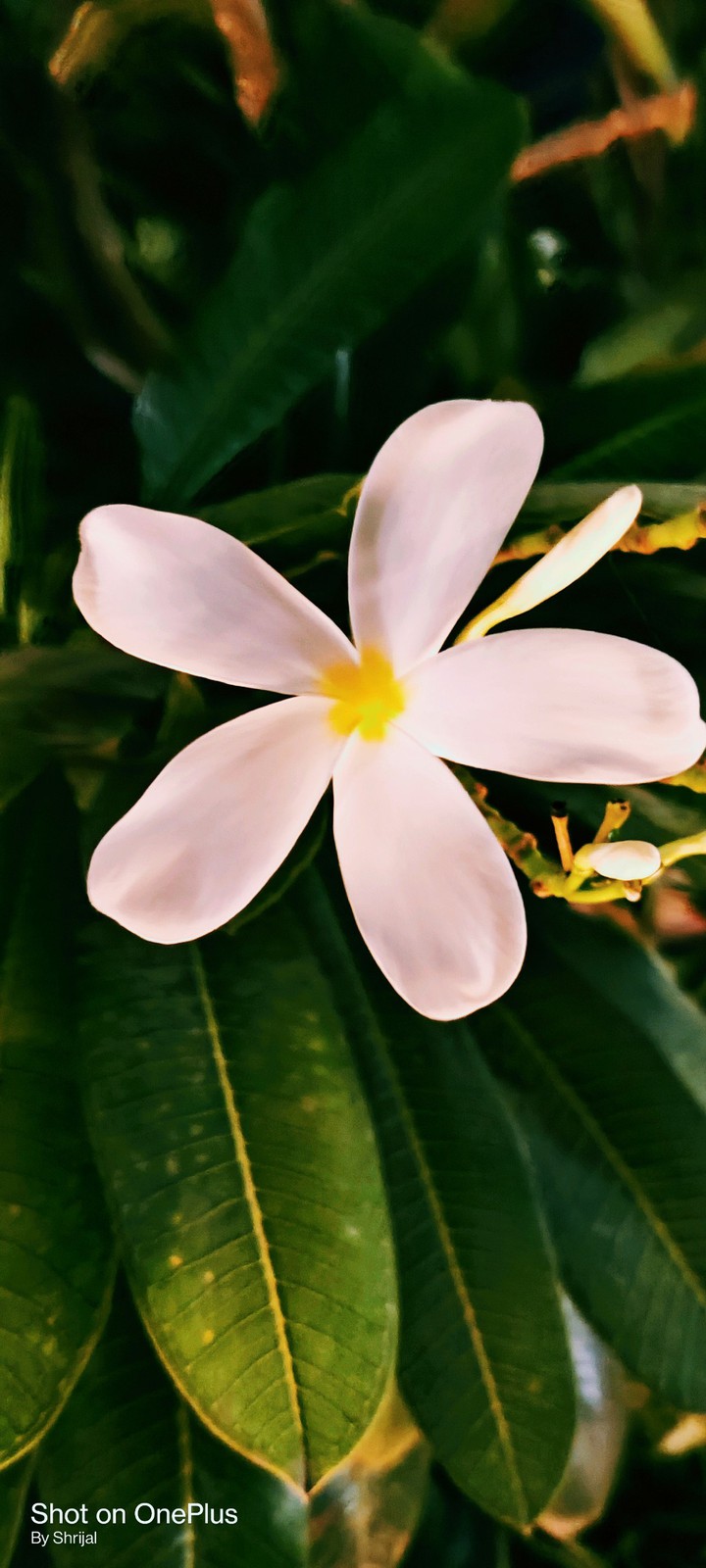Frangipani, White flowers, Good Morning.