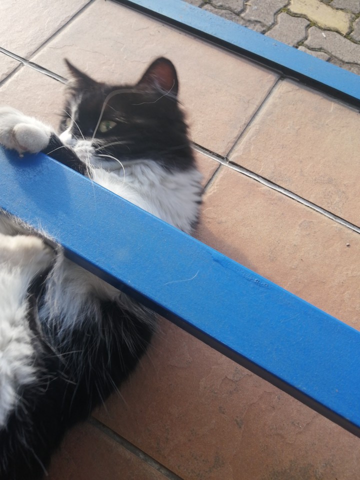 Kitty