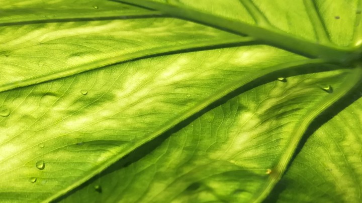 green leaf