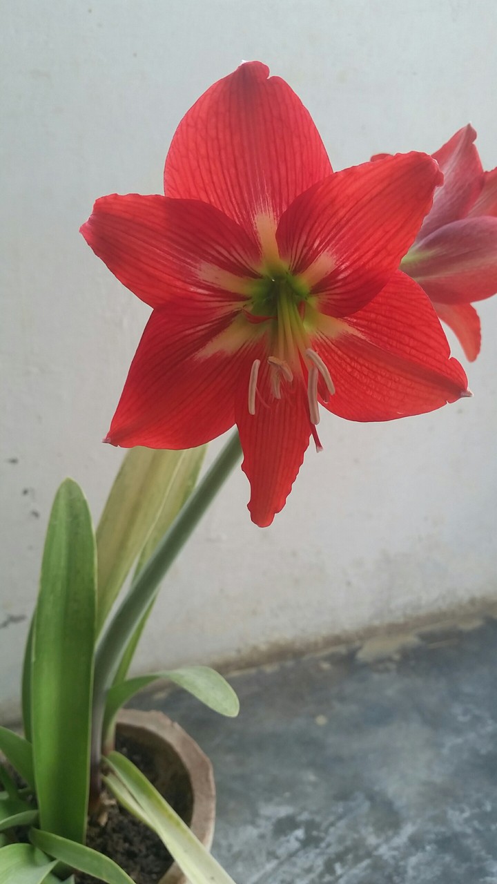 lily