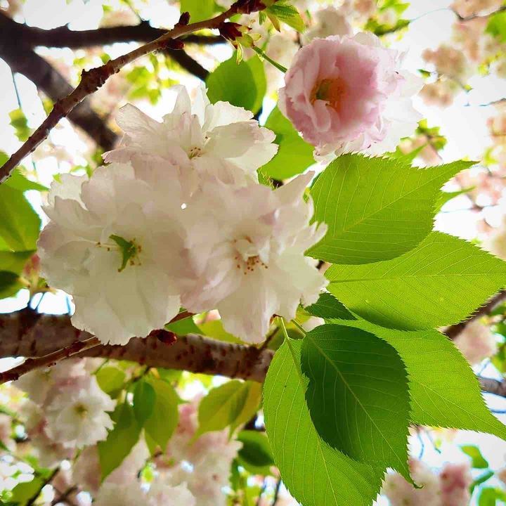 cherry-blossom