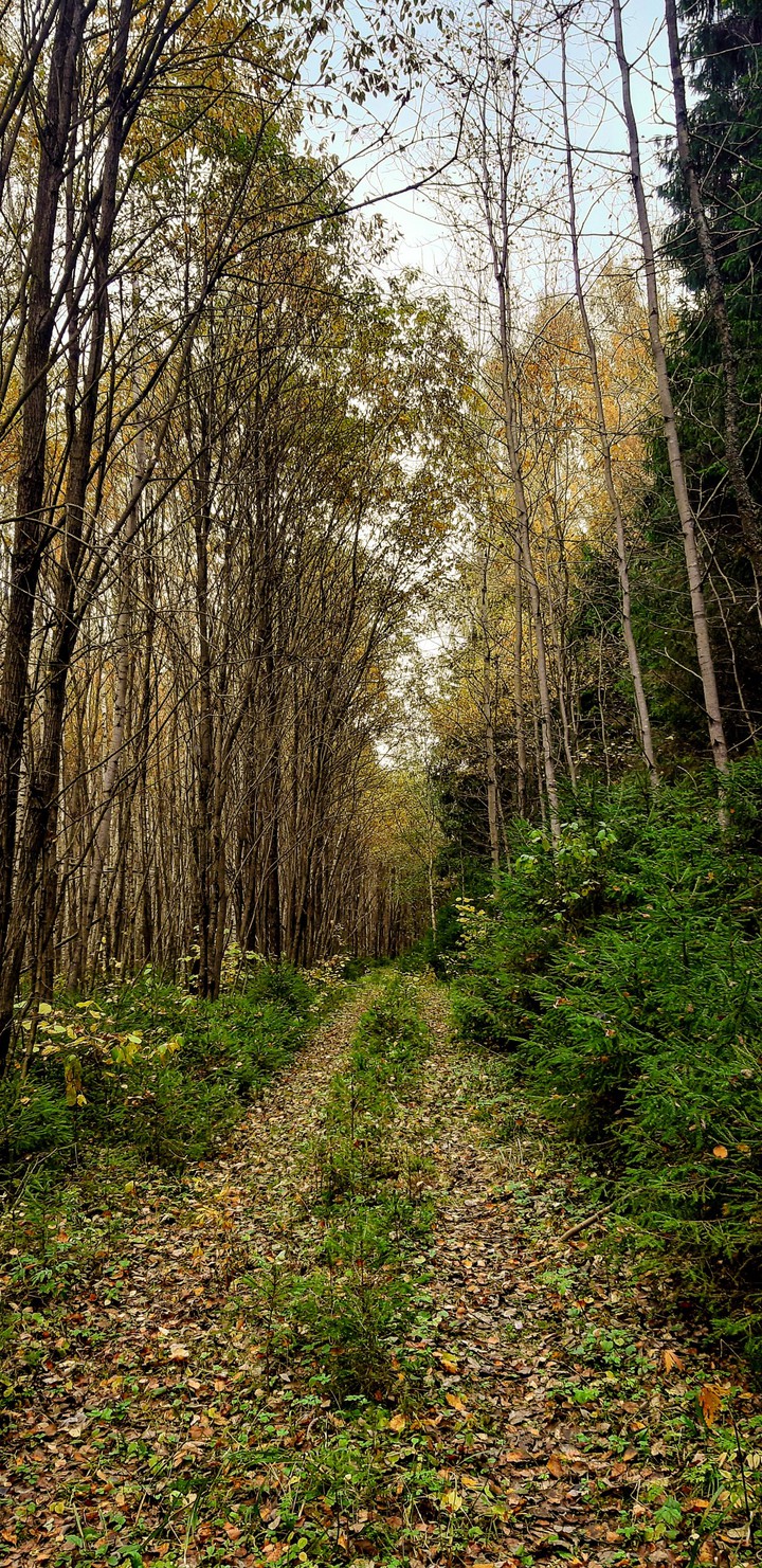 road into the fairytale