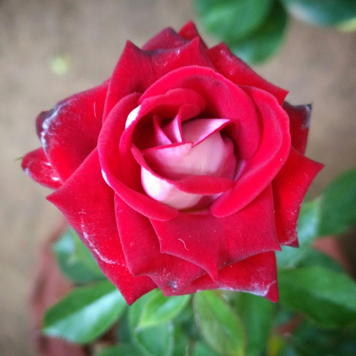 red rose